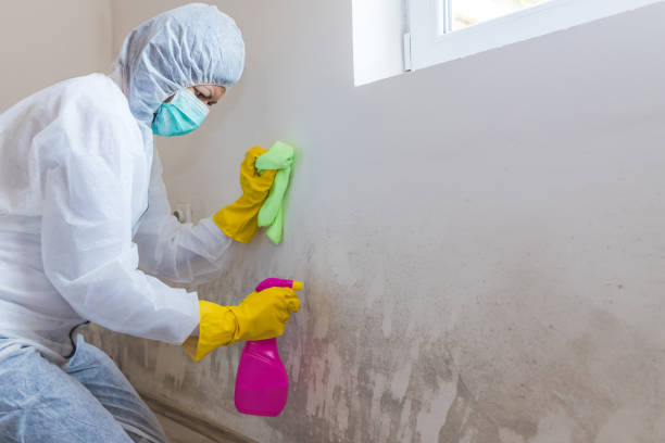 Best Commercial Mold Inspection  in Rochelle, GA