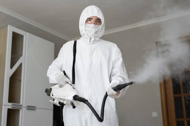 Best Basement Mold Removal  in Rochelle, GA